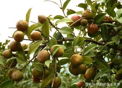 油茶是怎么做的