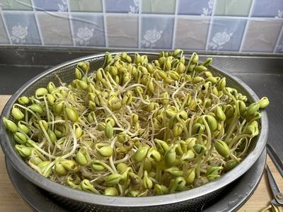 如何发绿豆芽