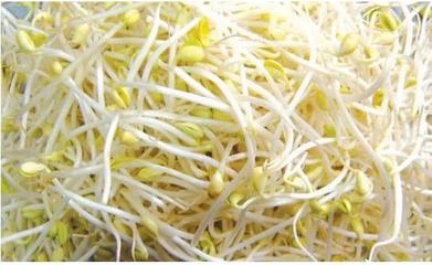 如何发绿豆芽