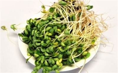 如何发绿豆芽