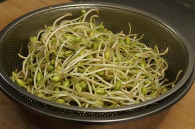 如何发绿豆芽