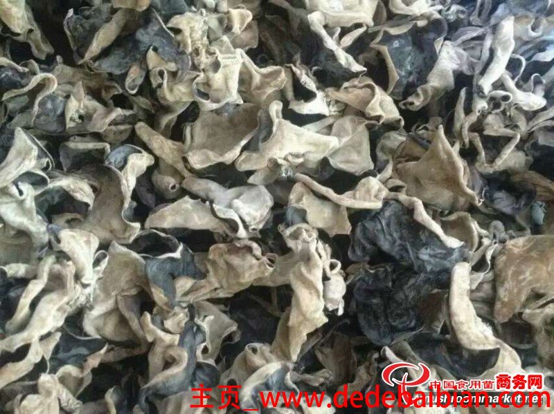 白背木耳图片