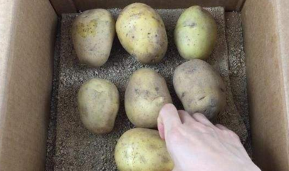 土豆最简单的保存方法