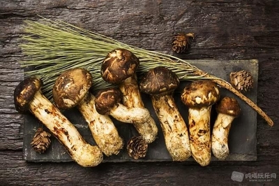 黄油松茸