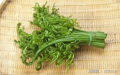 蕨菜是什么菜