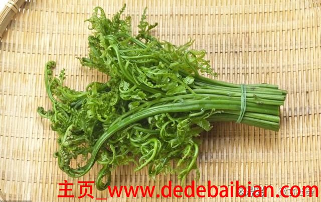 蕨菜是什么菜