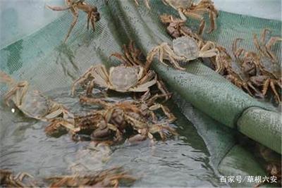 河里的螃蟹