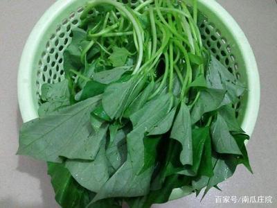 红薯叶怎样吃好吃