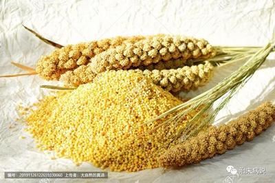 小米的营养价值及功效与禁忌