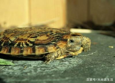 乌龟吃饼干吗