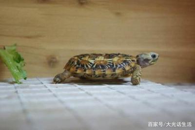 乌龟吃饼干吗