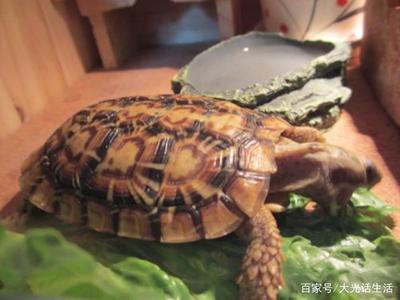 乌龟吃饼干吗