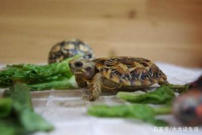 乌龟吃饼干吗