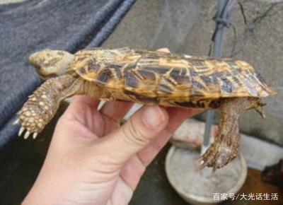 乌龟吃饼干吗