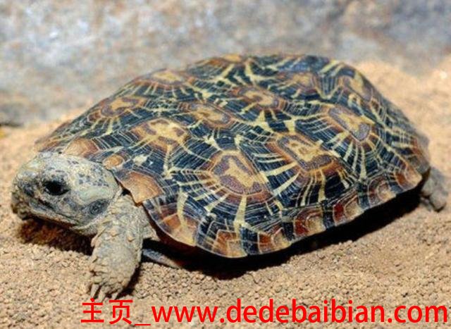乌龟吃饼干吗