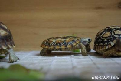 乌龟吃饼干吗