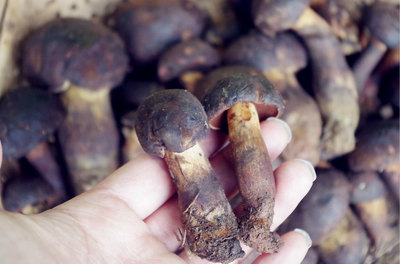黑牛肝菌炖汤
