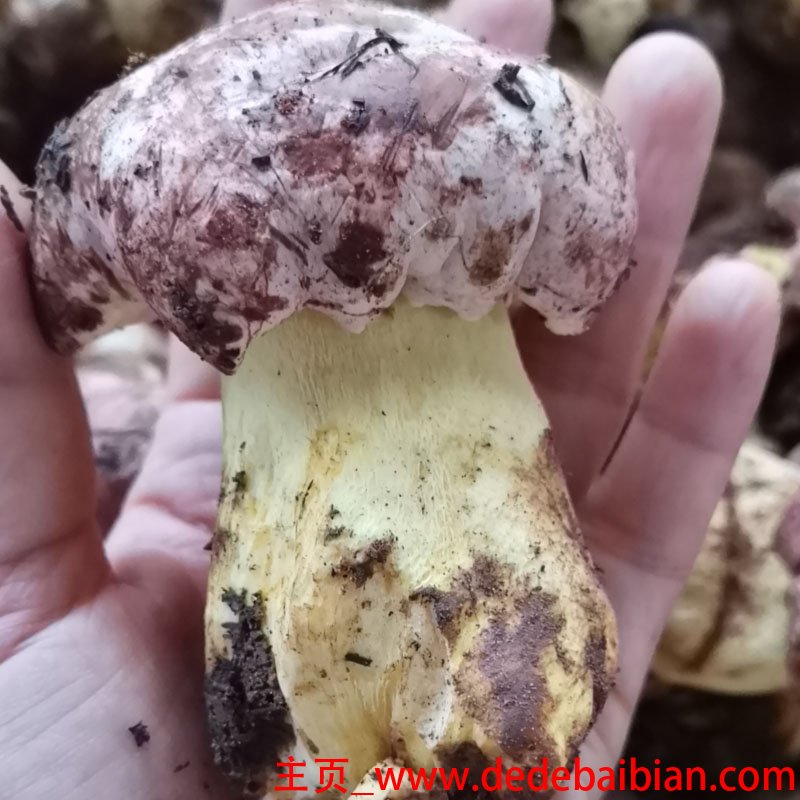 黑牛肝菌炖汤