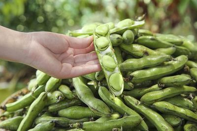 冷冻蚕豆的做法大全