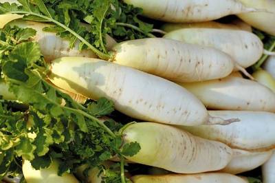 白萝卜的作用与功效