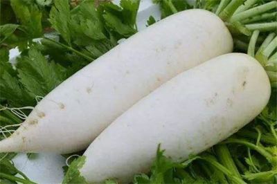 白萝卜的作用与功效