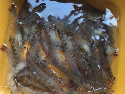 卤基围虾的做法