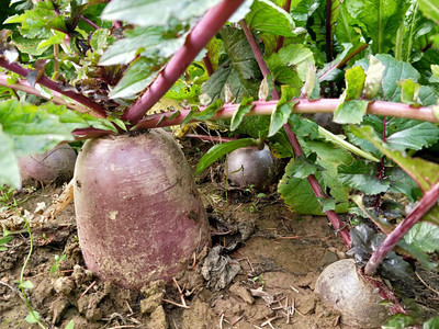 紫萝卜