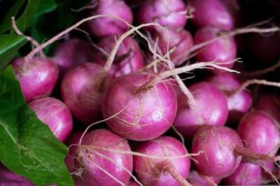 紫萝卜