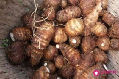 毛芋头的功效与作用