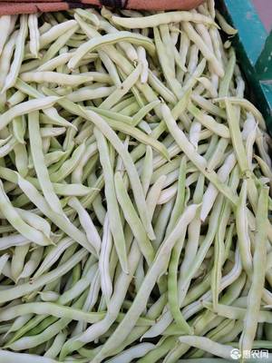 白不老豆角怎么炒好吃