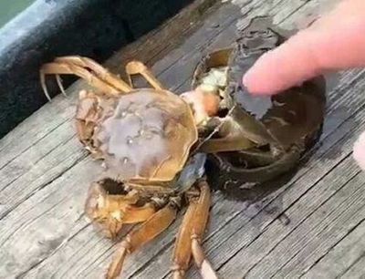 刚死的螃蟹能不能吃