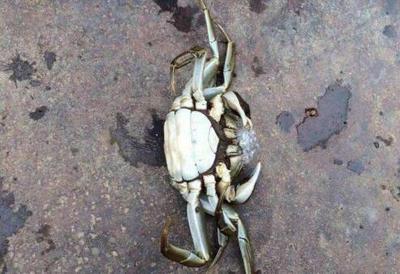 刚死的螃蟹能不能吃