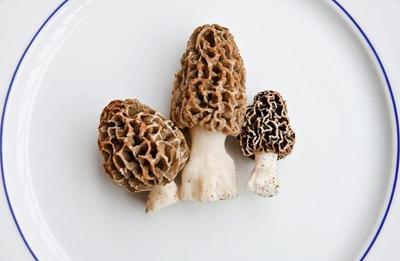 羊肚菌好吃吗