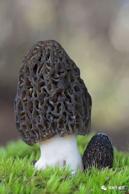 羊肚菌好吃吗