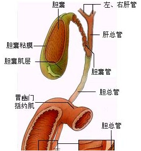 胆囊切除3天的菜谱