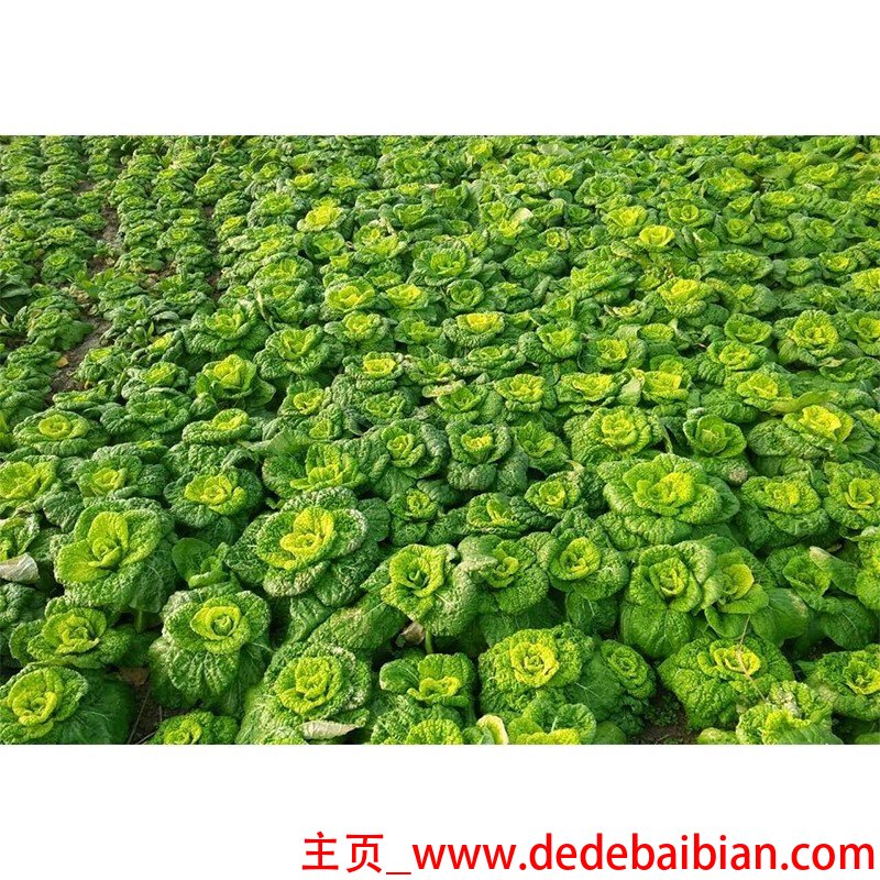 乌白菜怎么做好吃