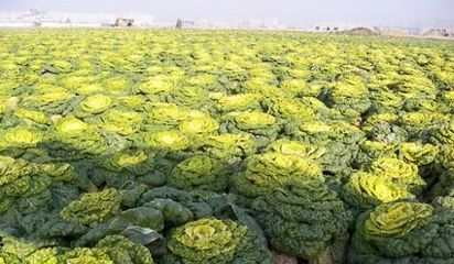 乌白菜怎么做好吃