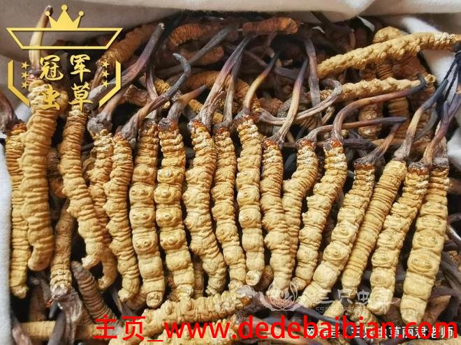 冬虫夏草炖汤放几根