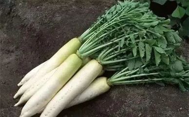 白萝卜与什么相克