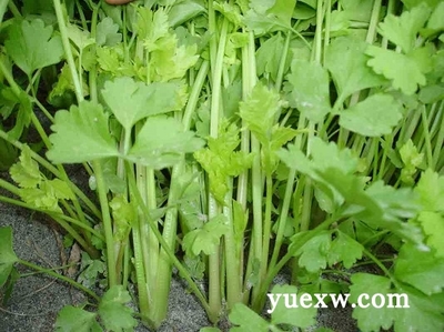 芹菜有什么营养价值