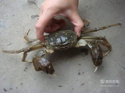 如何绑螃蟹