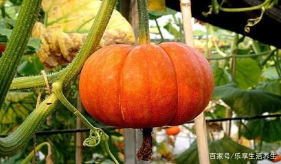 南瓜叶能吃吗