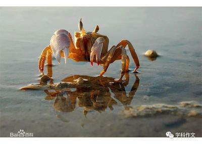 海里的螃蟹