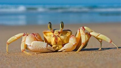 海里的螃蟹