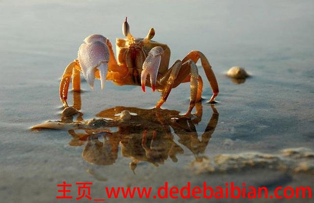 海里的螃蟹