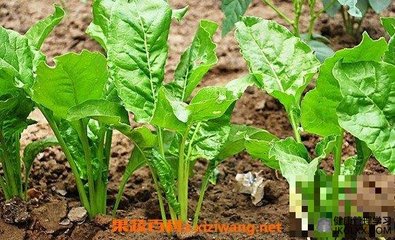 根达菜怎么做才好吃