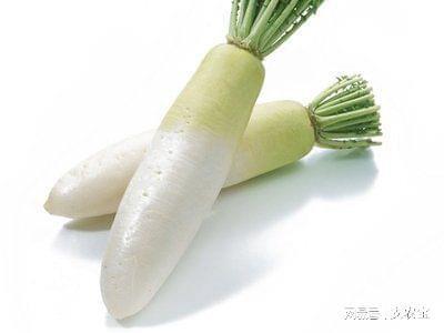 青萝卜含糖吗