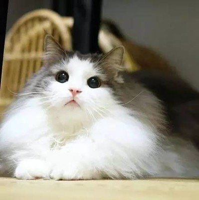 小猫可以吃胡萝卜吗