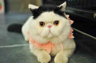 小猫可以吃胡萝卜吗