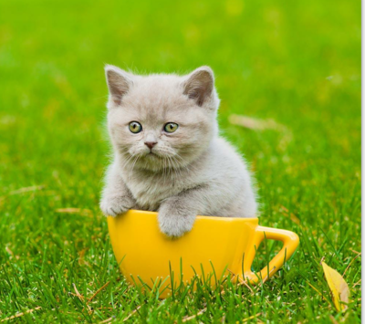 小猫可以吃胡萝卜吗